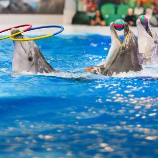 Dubai Dolphinarium