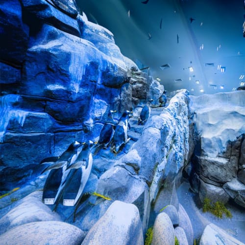 Dubai Aquarium and Penguin Encounter
