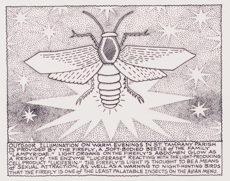 Outdoor Illumination On Warm Evening In St. Tammany Parish Is Provided By The Firefly