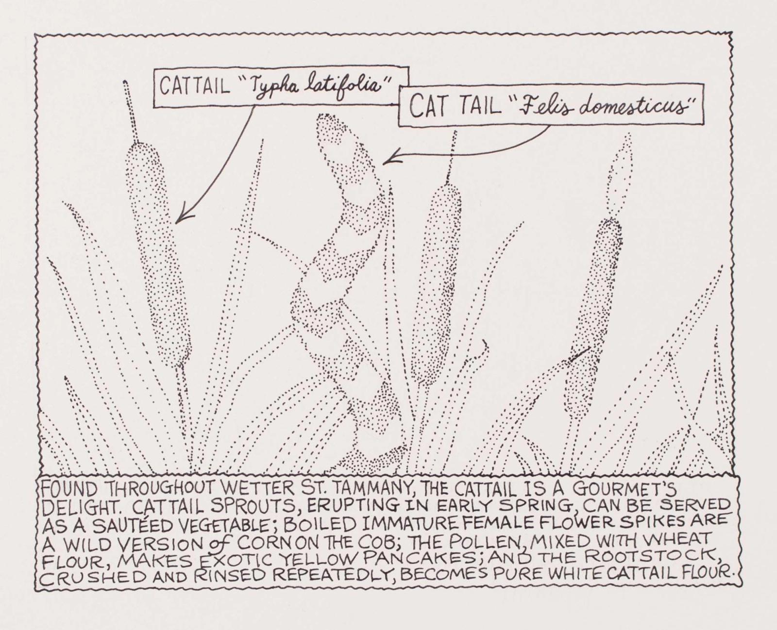 Found Throughout Wetter St. Tammany, The Cattail