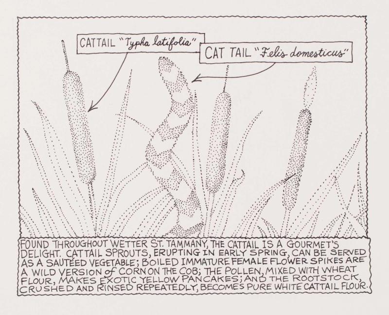 Found Throughout Wetter St. Tammany, The Cattail