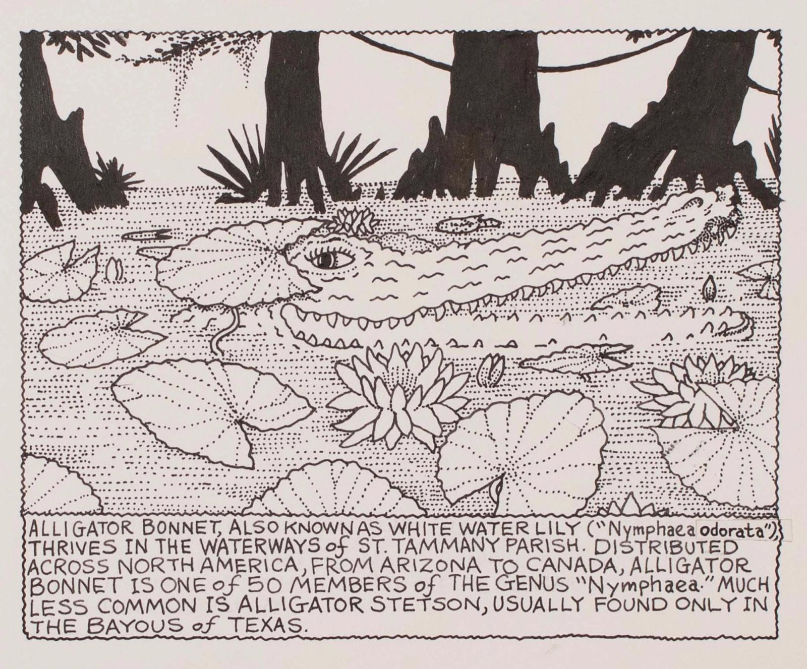 Also known as white water lilly