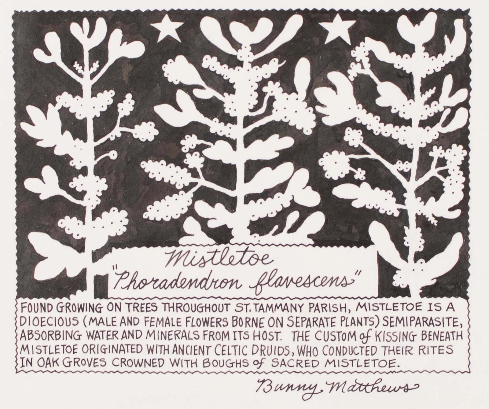 Foun Growing On Trees Throughout St. Tammany Parish, Mistletoe Is A Diocecious..