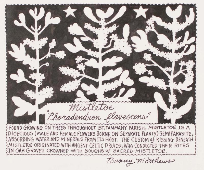 Foun Growing On Trees Throughout St. Tammany Parish, Mistletoe Is A Diocecious..