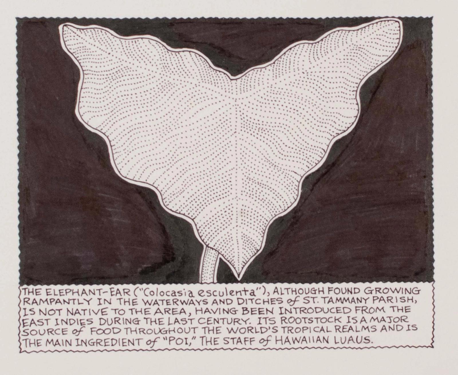 The Elephant-Ear ("colocasia esculenta") Although Found Growing Rampantly