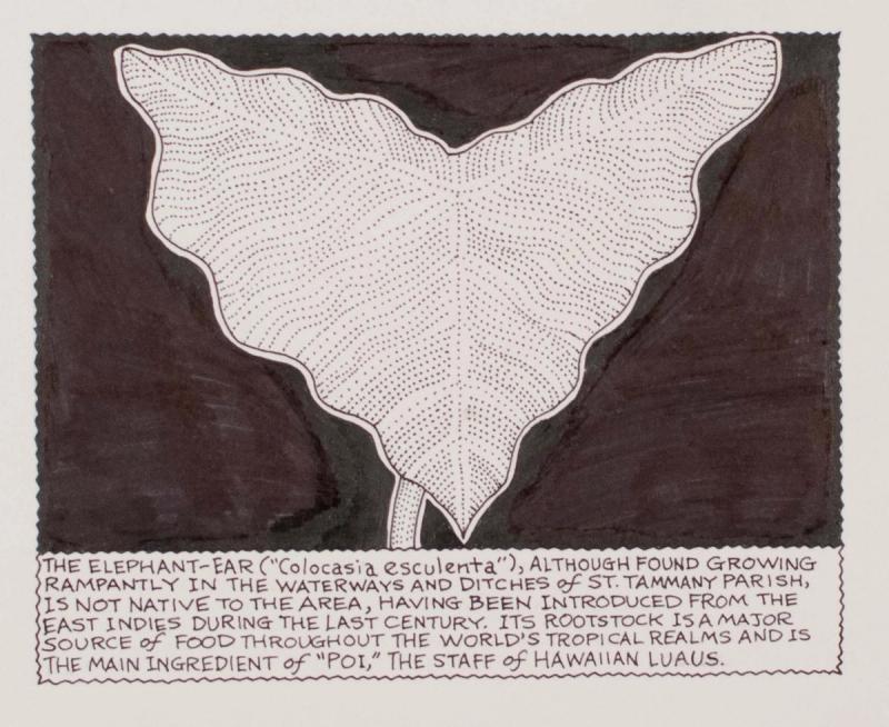 The Elephant-Ear ("colocasia esculenta") Although Found Growing Rampantly