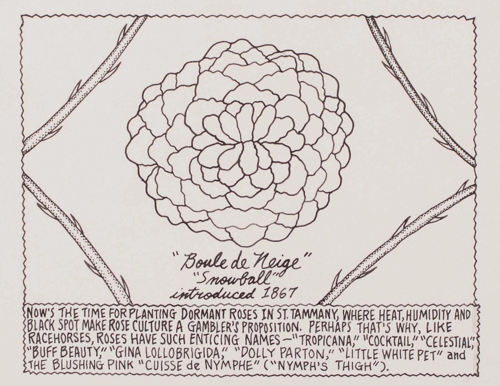 Now's the Time for Planting Dormant Roses in St. Tammany