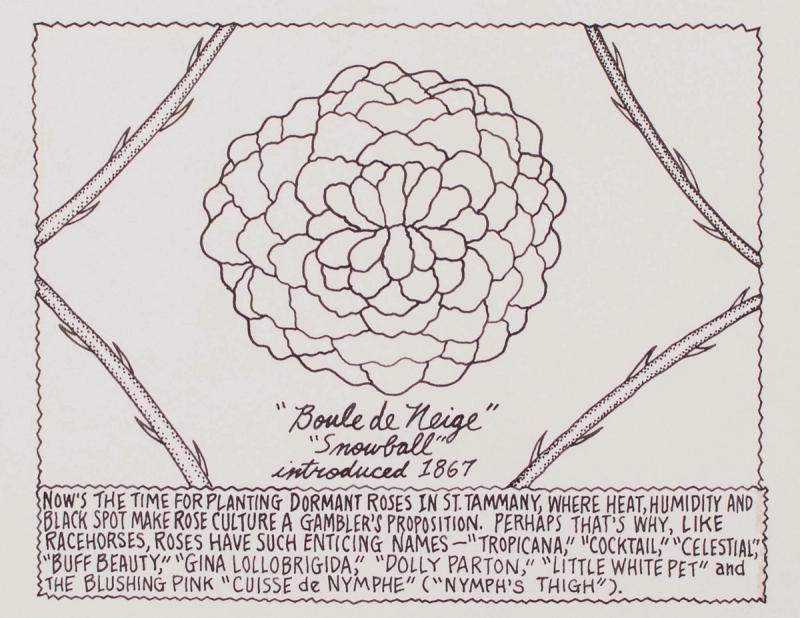 Now's the Time for Planting Dormant Roses in St. Tammany