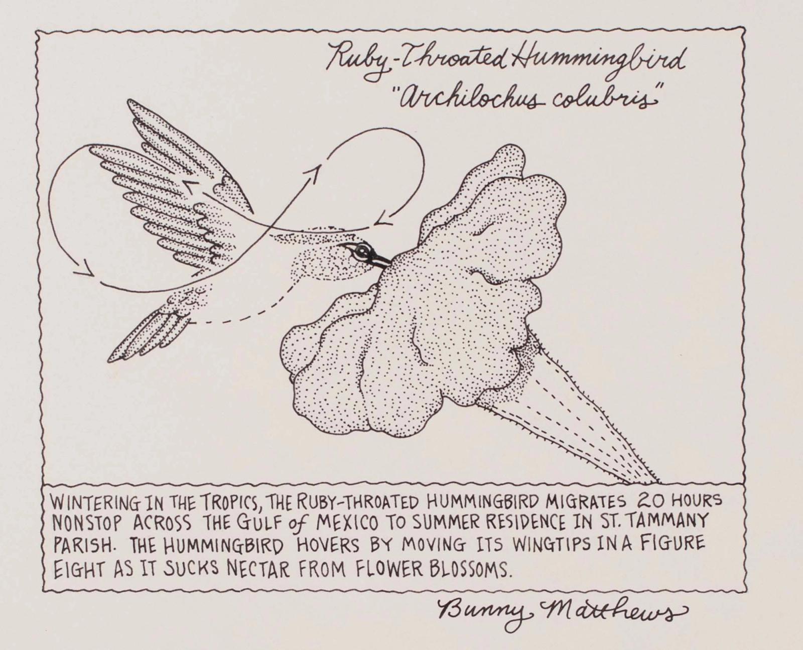The Ruby-Throated Hummingbird Migrates 20 Hours Nonstop Across The Gulf of Mexico