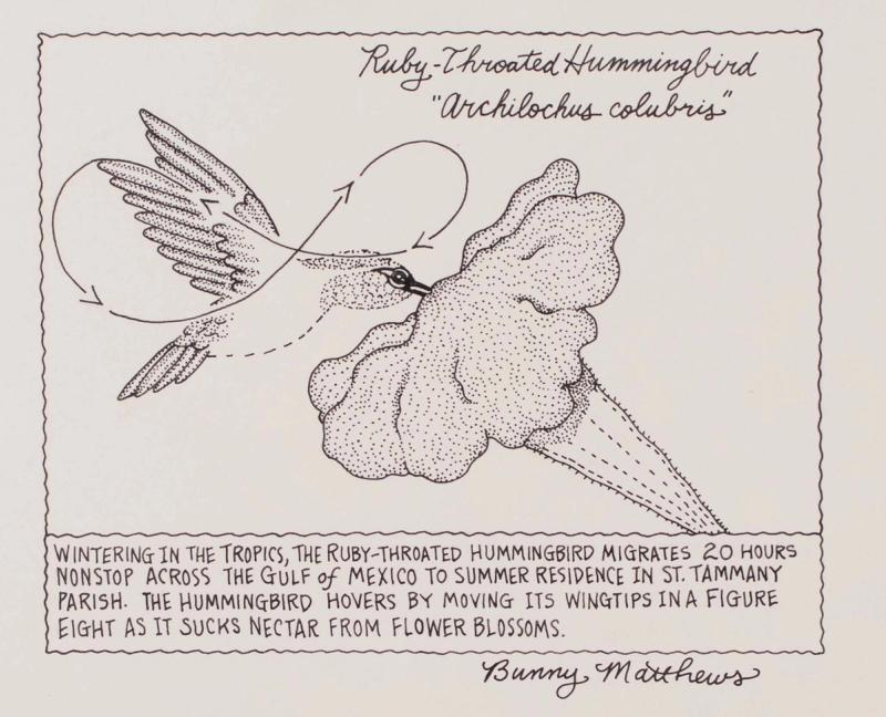 The Ruby-Throated Hummingbird Migrates 20 Hours Nonstop Across The Gulf of Mexico