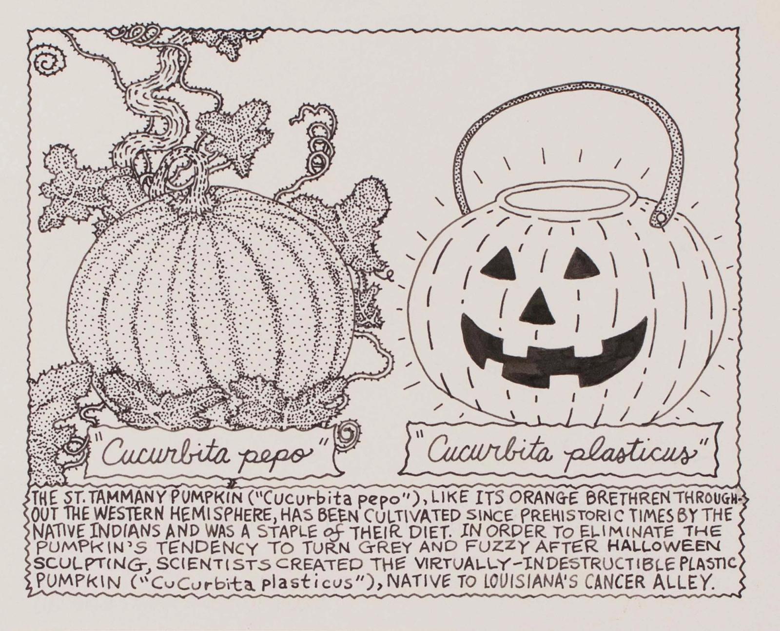 The St. Tammany Pumpkin ("Cucurbita pepo")
