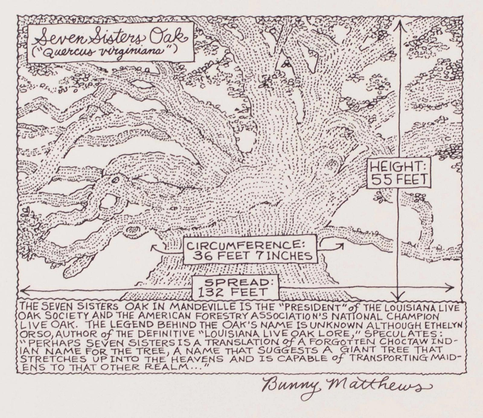 The Seven Sisters Oak In Mandeville