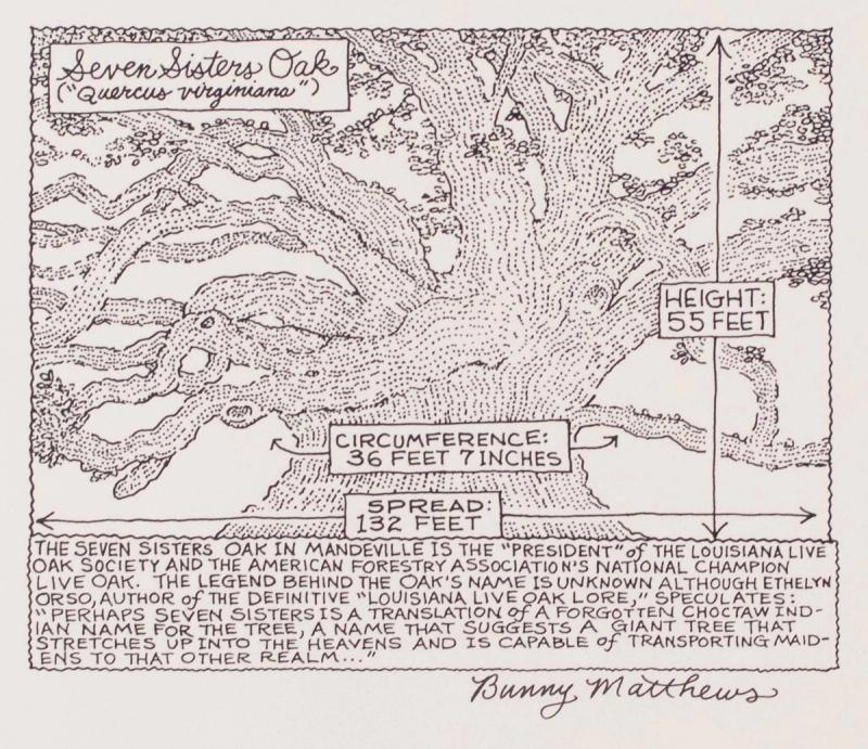 The Seven Sisters Oak In Mandeville