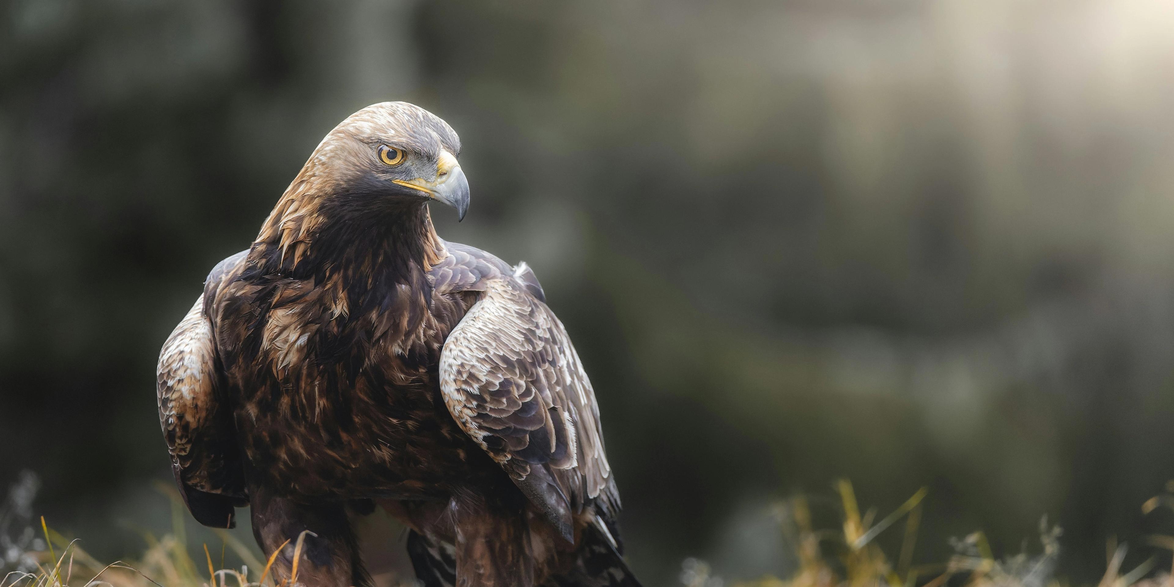 a golden eagle perched on top of a grass covered field .