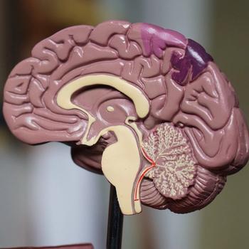 Model of brain showing the centre