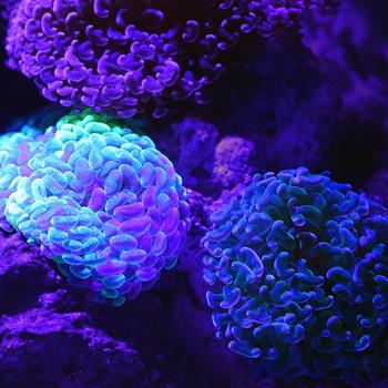 A garden like arrangement of beautiful glowing soft corals in a dark tank at the Cairns Aquarium.