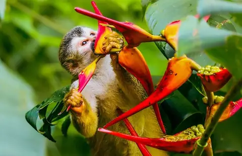 Manuel Antonio wildlife Costa Rica