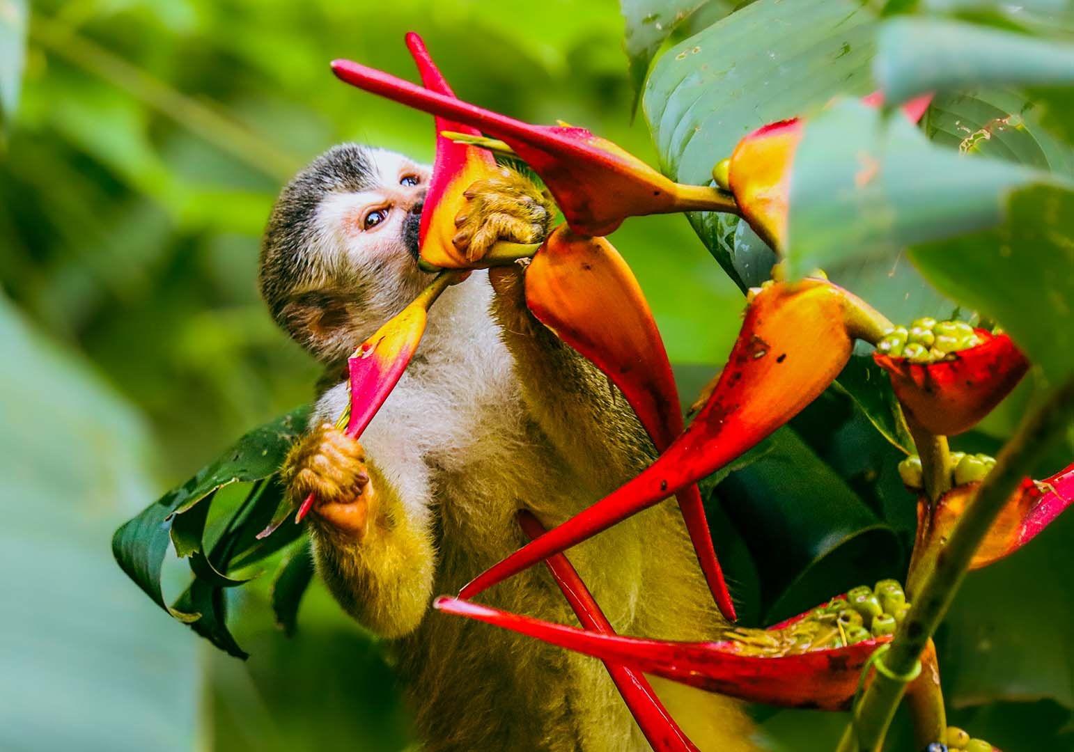 Manuel Antonio wildlife Costa Rica