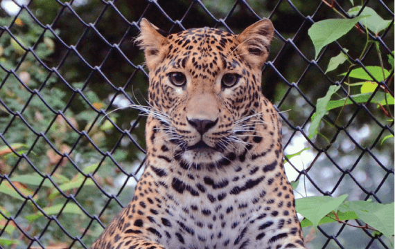 Jaguar Rescue Center (near Puerto Viejo)