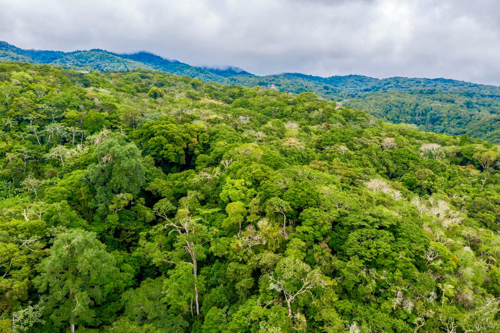 Cloud forest canopy in Monteverde, Costa Rica