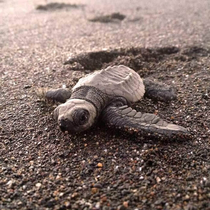 Reserva Playa Tortuga