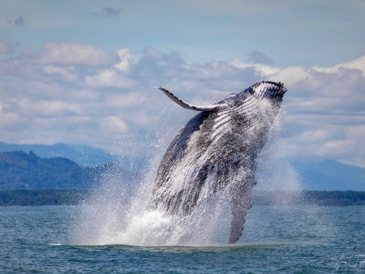 Life in Uvita: Where the Jungle Meets the Ocean