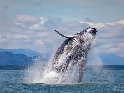 Life in Uvita: Where the Jungle Meets the Ocean