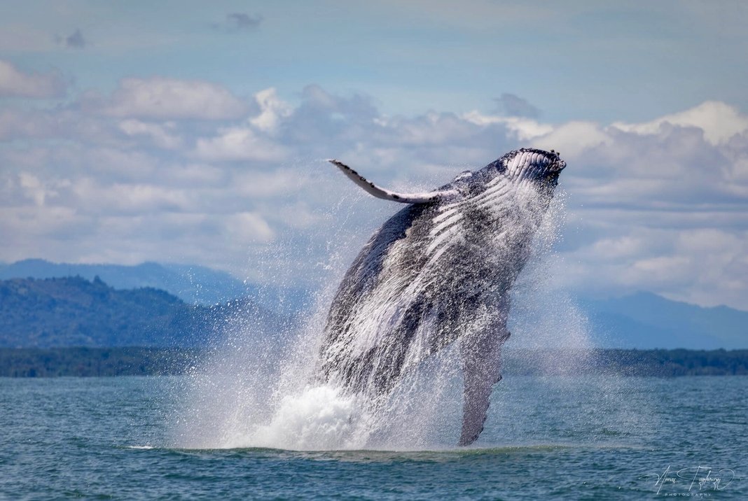 Whale breaching in Uvita Costa Rica
