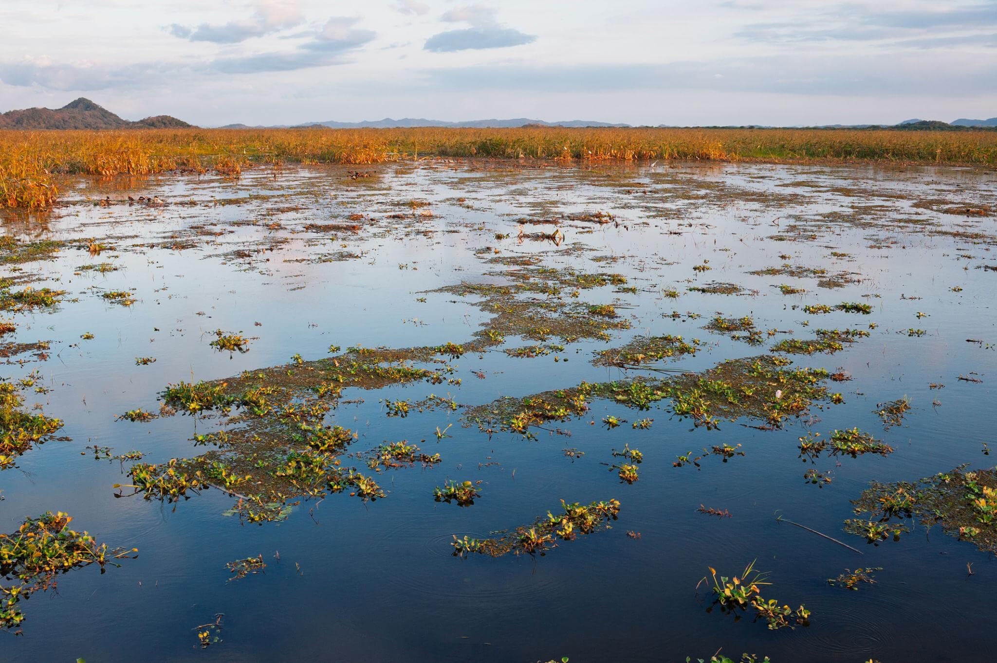 Palo Verde National Park (day trip)