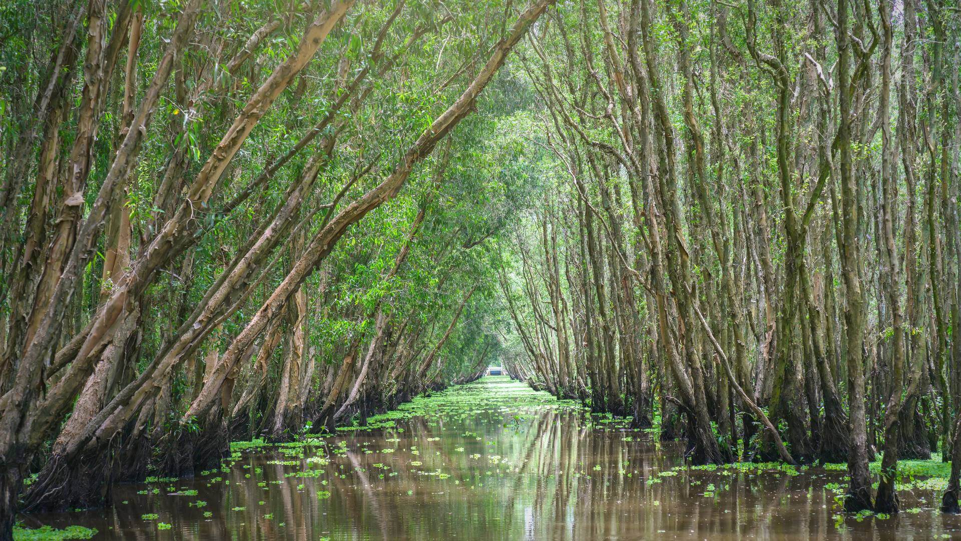 Mangrove, Tamarindo Costa Rica