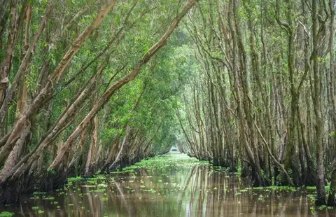 Mangrove, Tamarindo Costa Rica