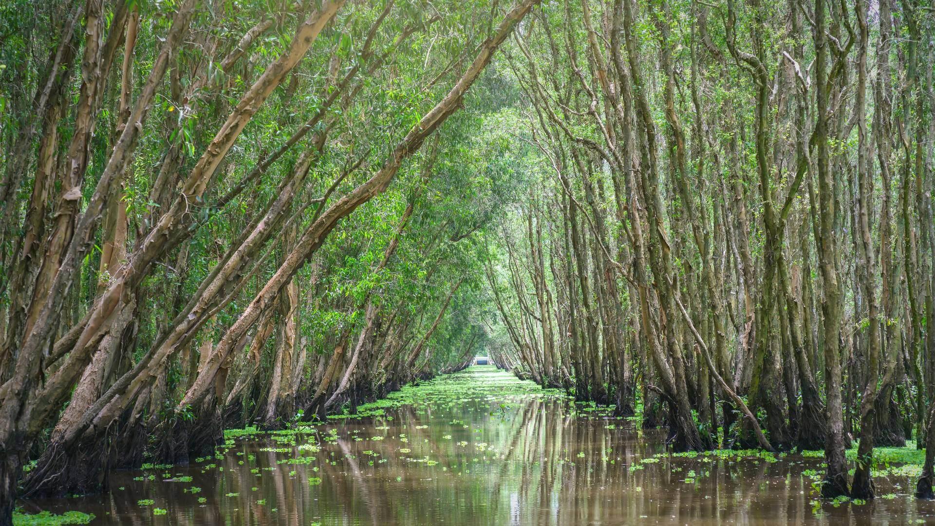 Mangrove, Tamarindo Costa Rica
