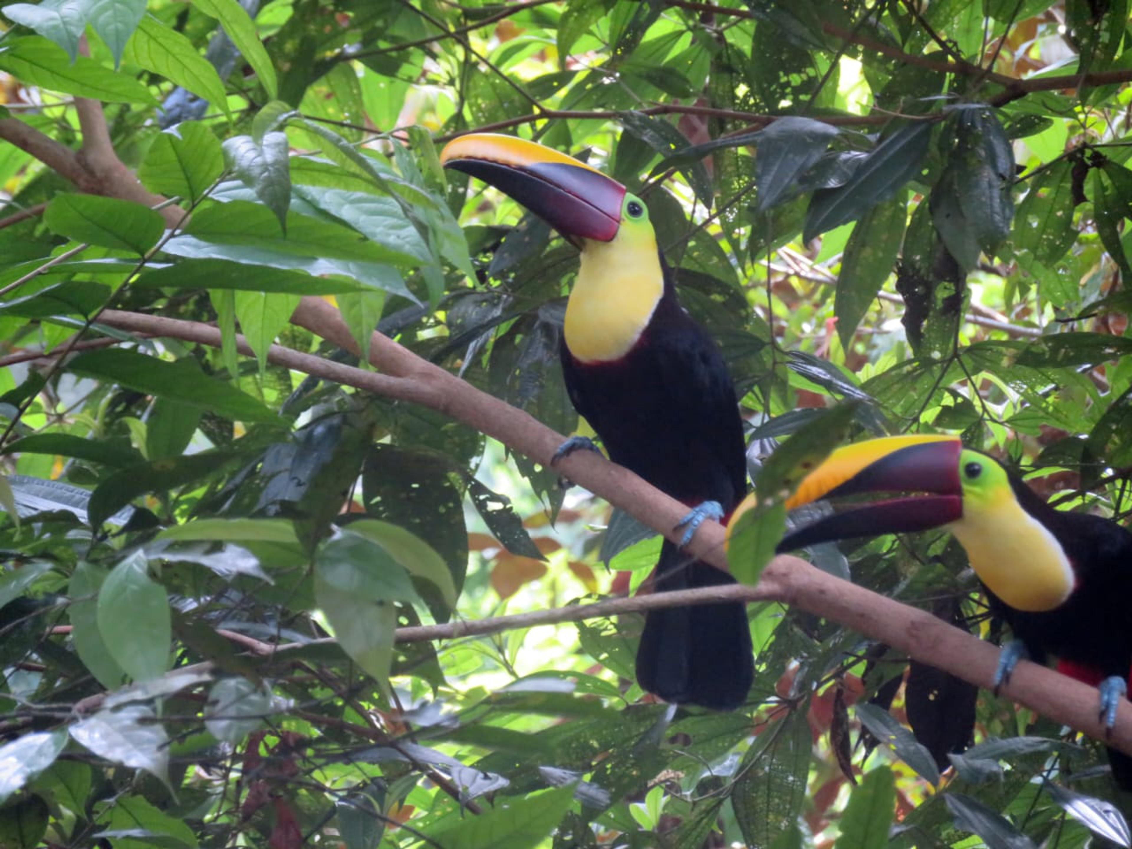 Studio Cabina Aracari