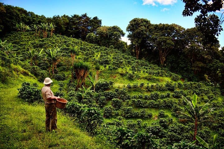 Coffee Plantation Tours (Heredia Region)