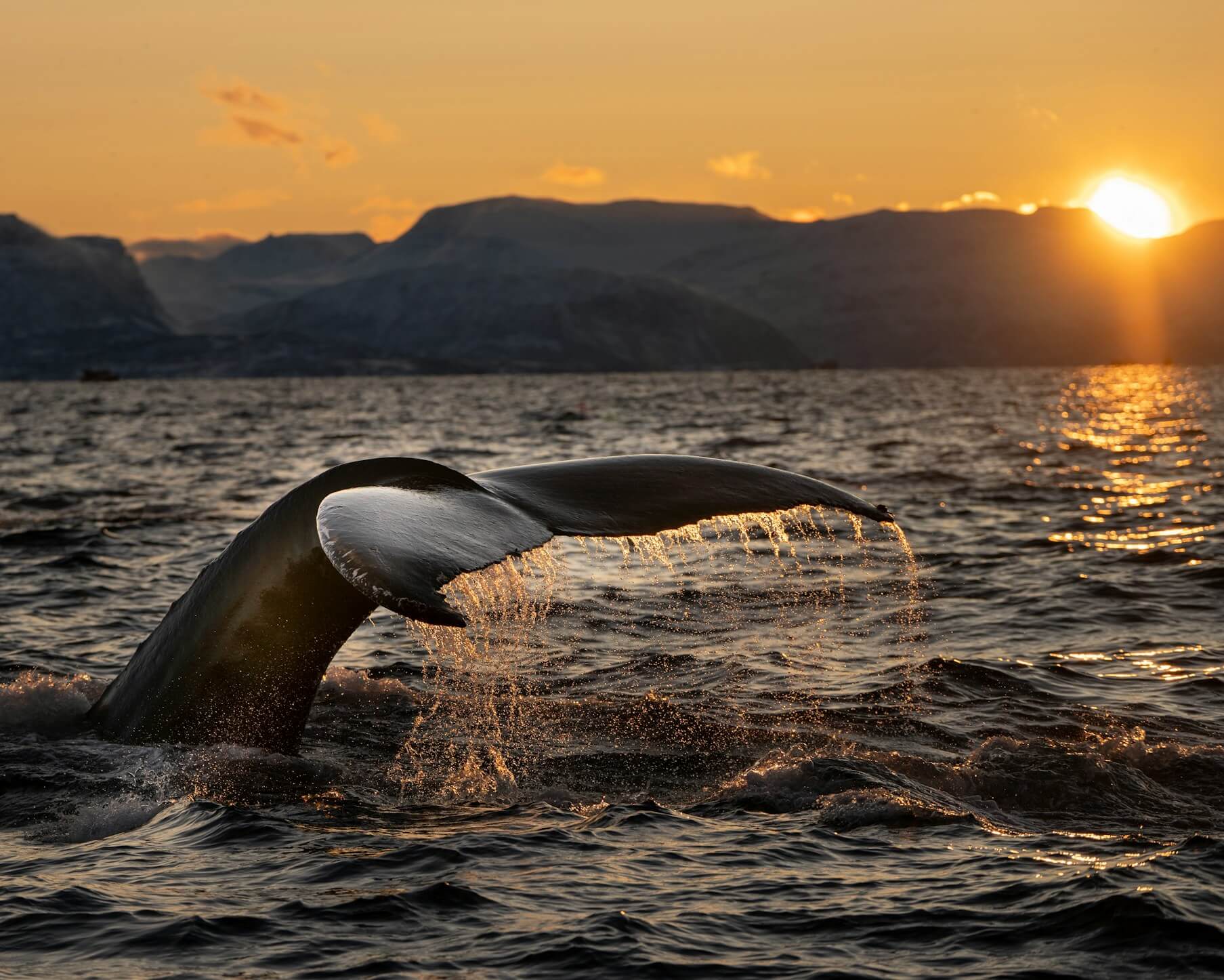 Whale Watching Tours