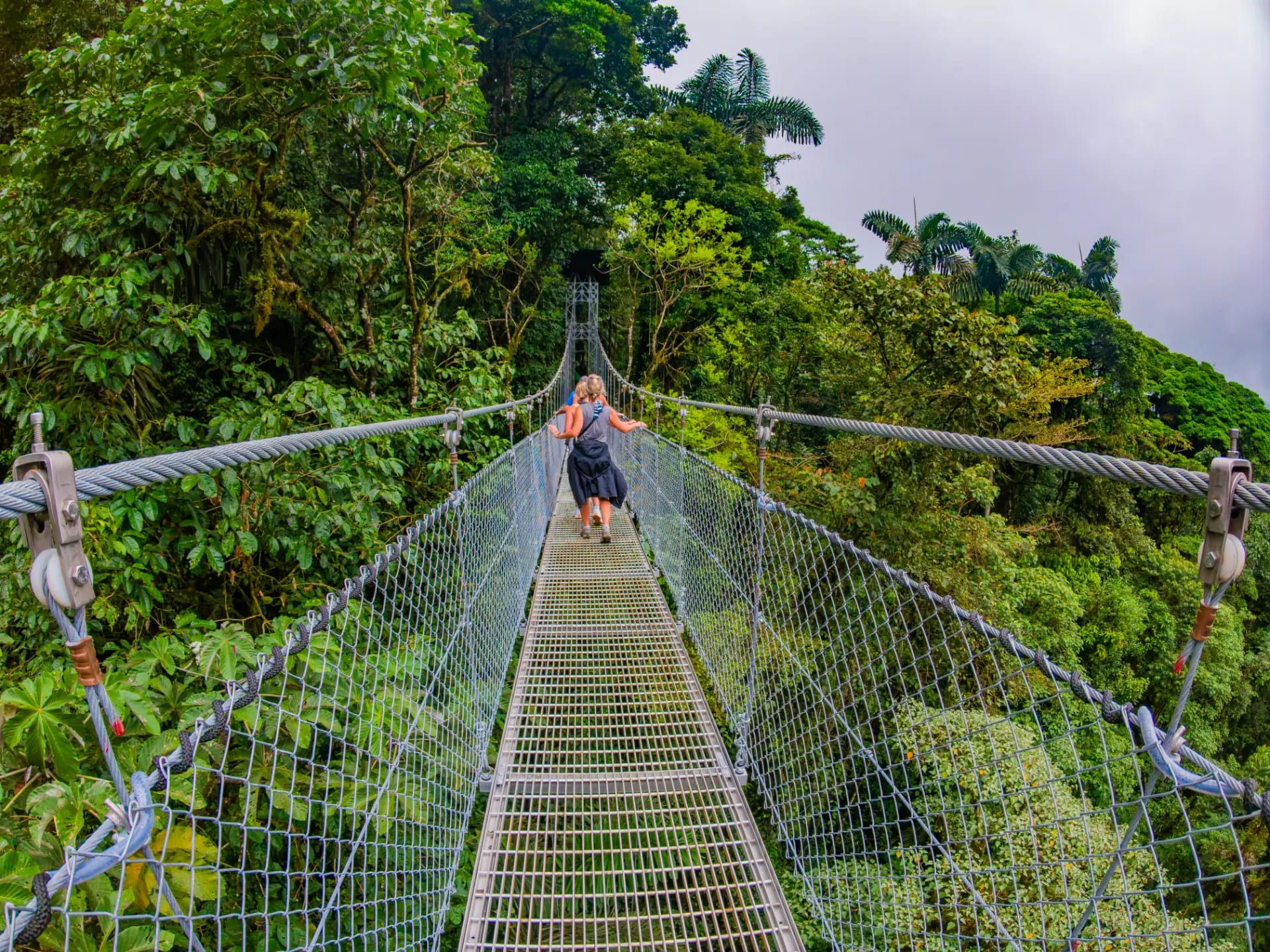 Rainforest trail and hanging bridges