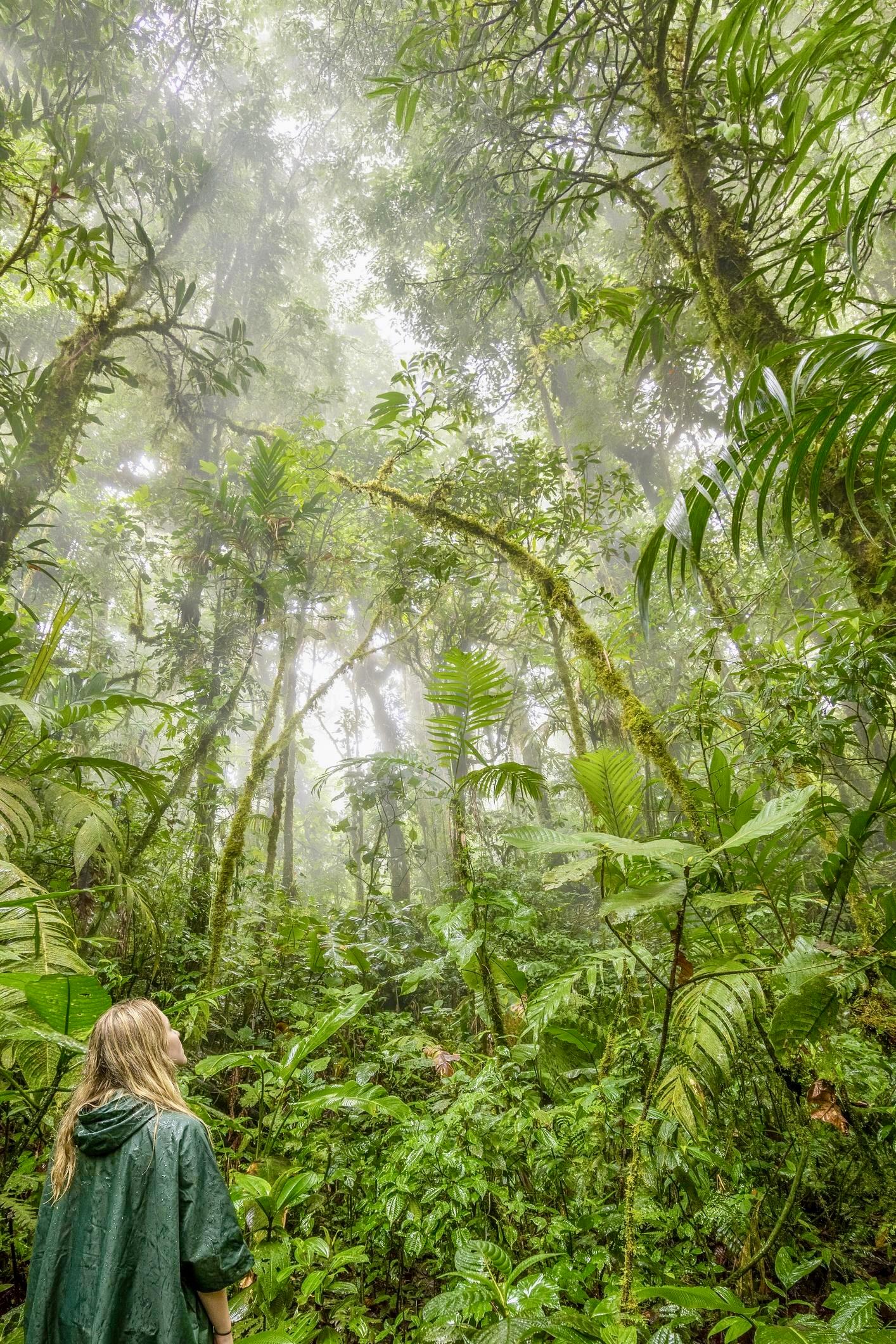 Cloud forest trail in Monteverde, Costa Rica