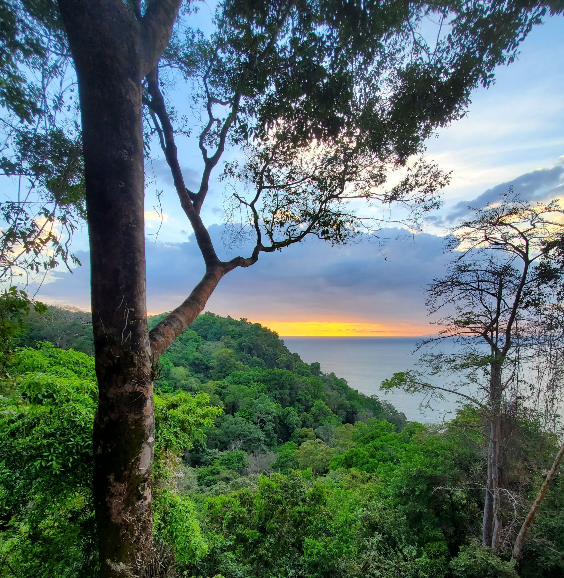 Seventh Heaven: Jungle & Sea