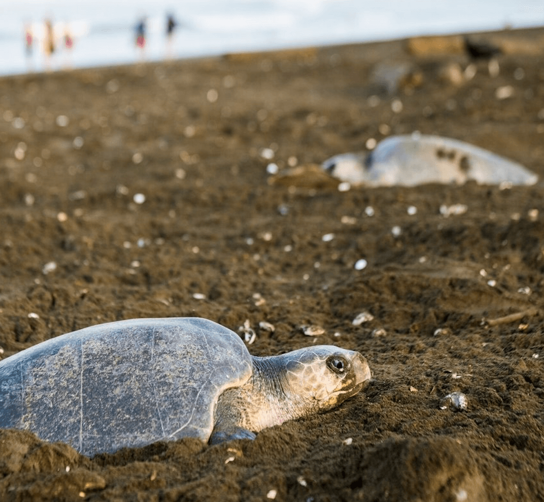 Sea Turtle Conservancy (Caribbean programs)