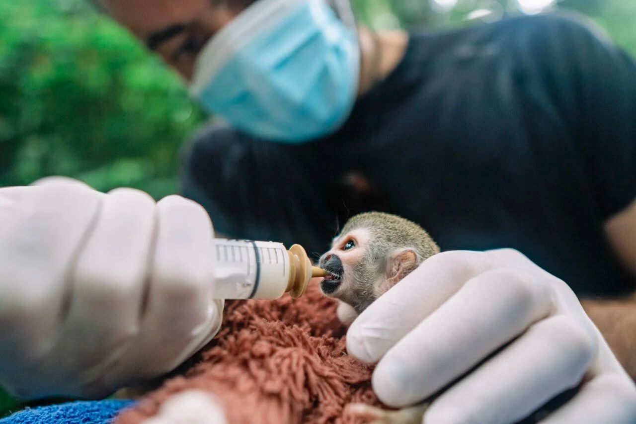 Kids Saving the Rainforest