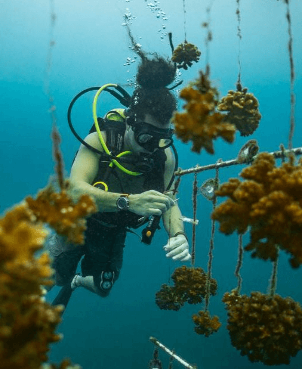 Costa Rica Coral Restoration