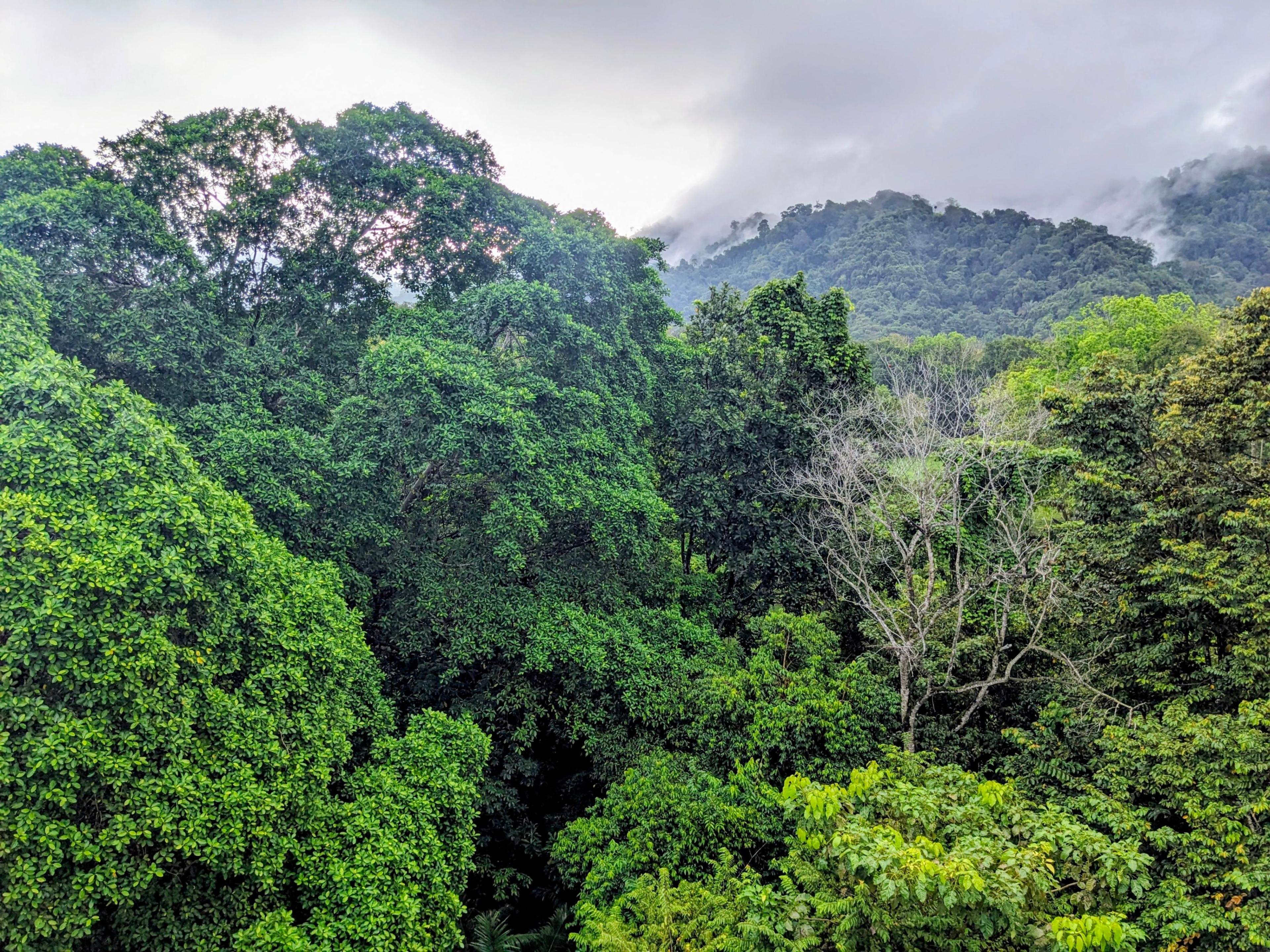 Seventh Heaven: Jungle & Sea