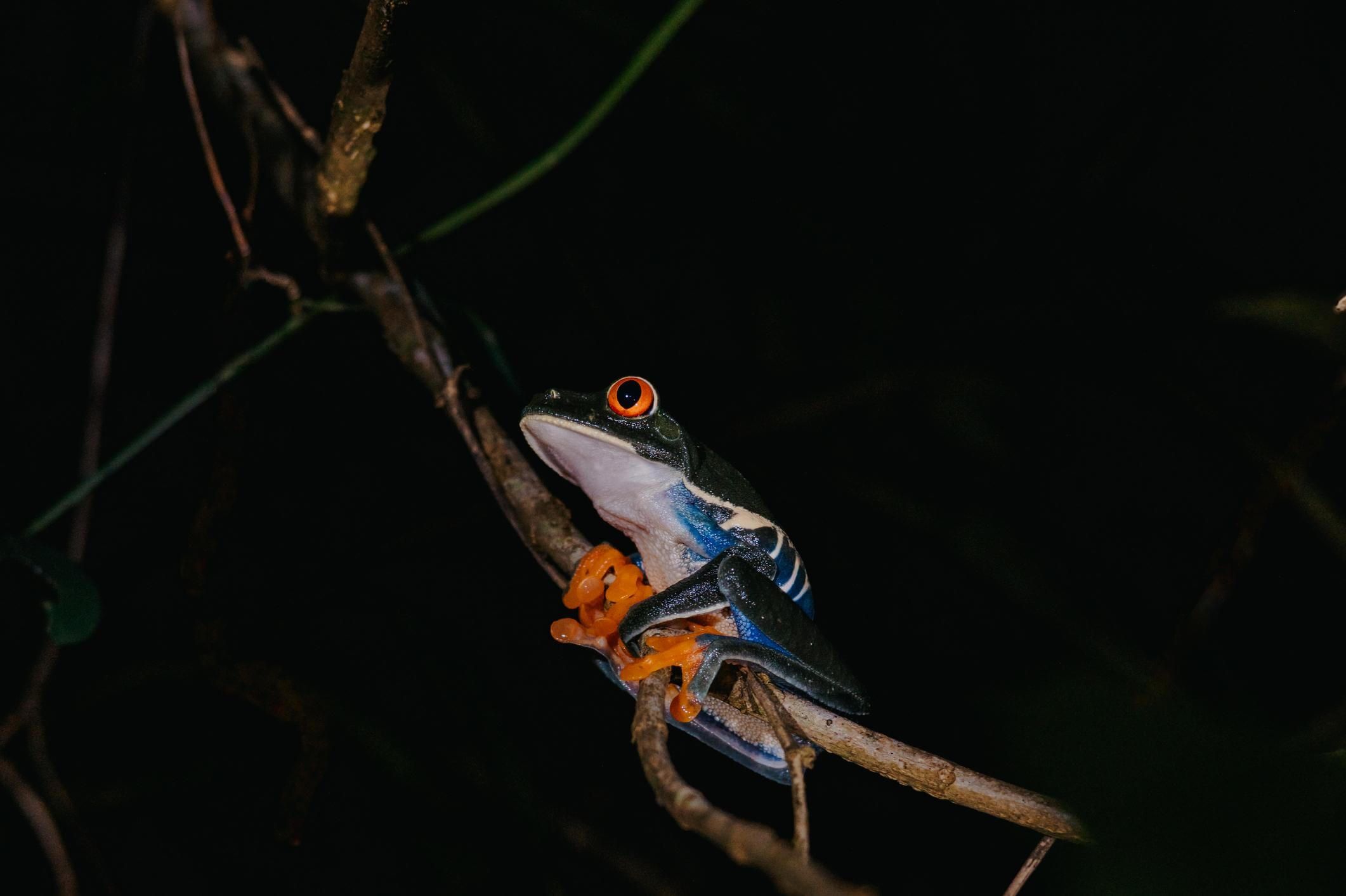 Night walks and forest wildlife tours