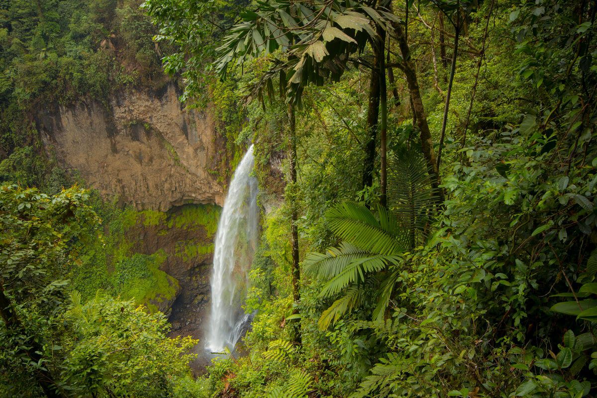 Monteverde Conservation League