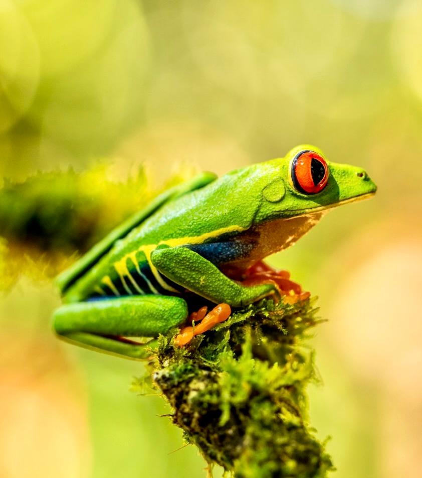 Monteverde Wildlife, Costa Rica