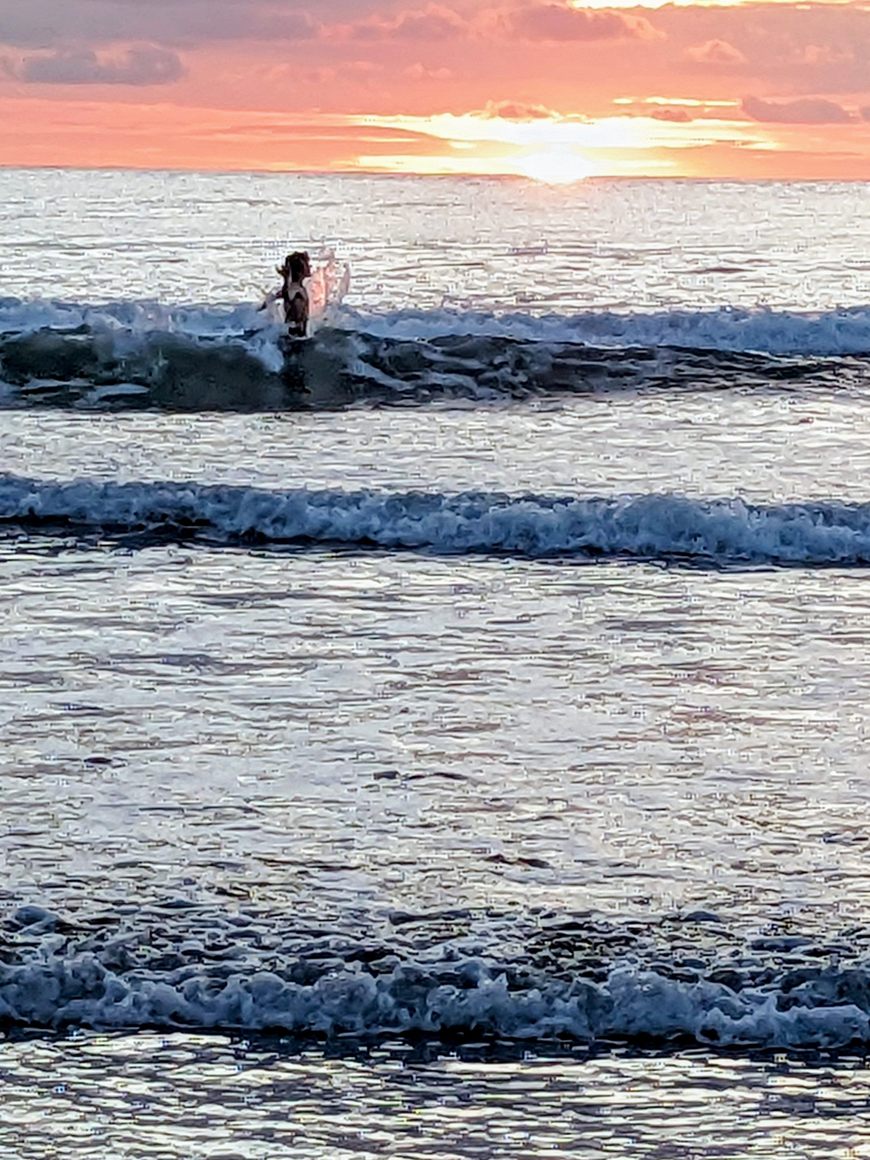 Seventh Heaven: Jungle & Sea