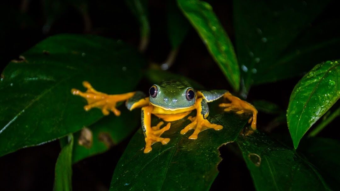 Children’s Eternal Rainforest (supported programs)