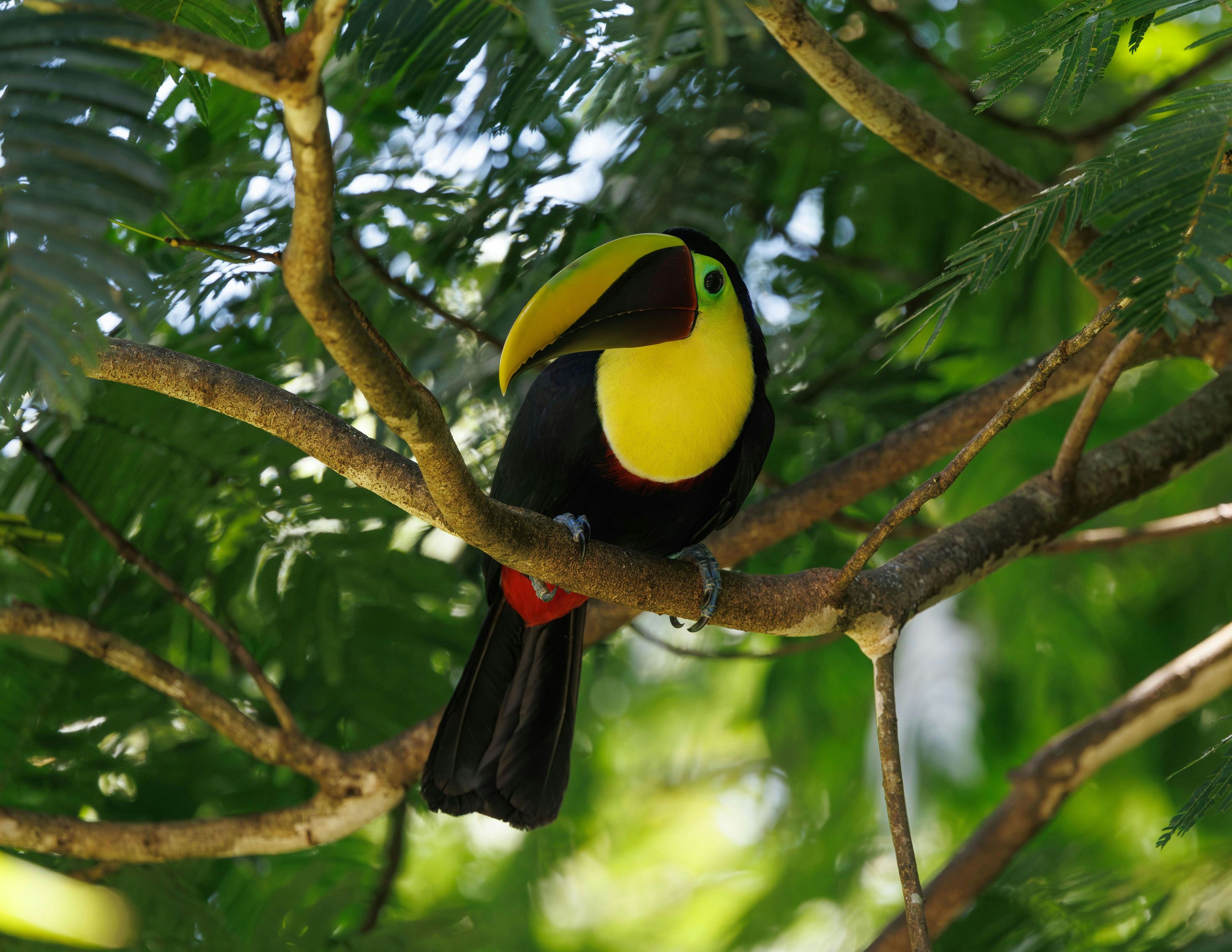 Coalición Floresta — Protecting the Forest, Empowering the Community