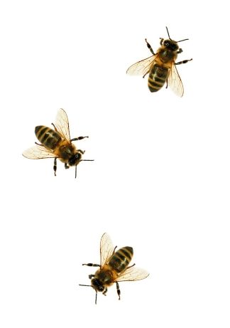 bees