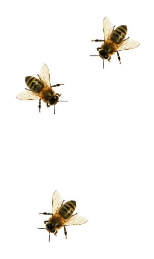 bees